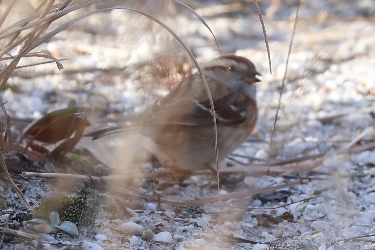 American Tree Sparrow - ML646692798