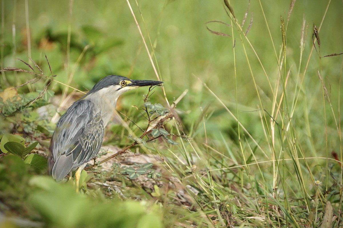 Bihoreau gris - ML646692801