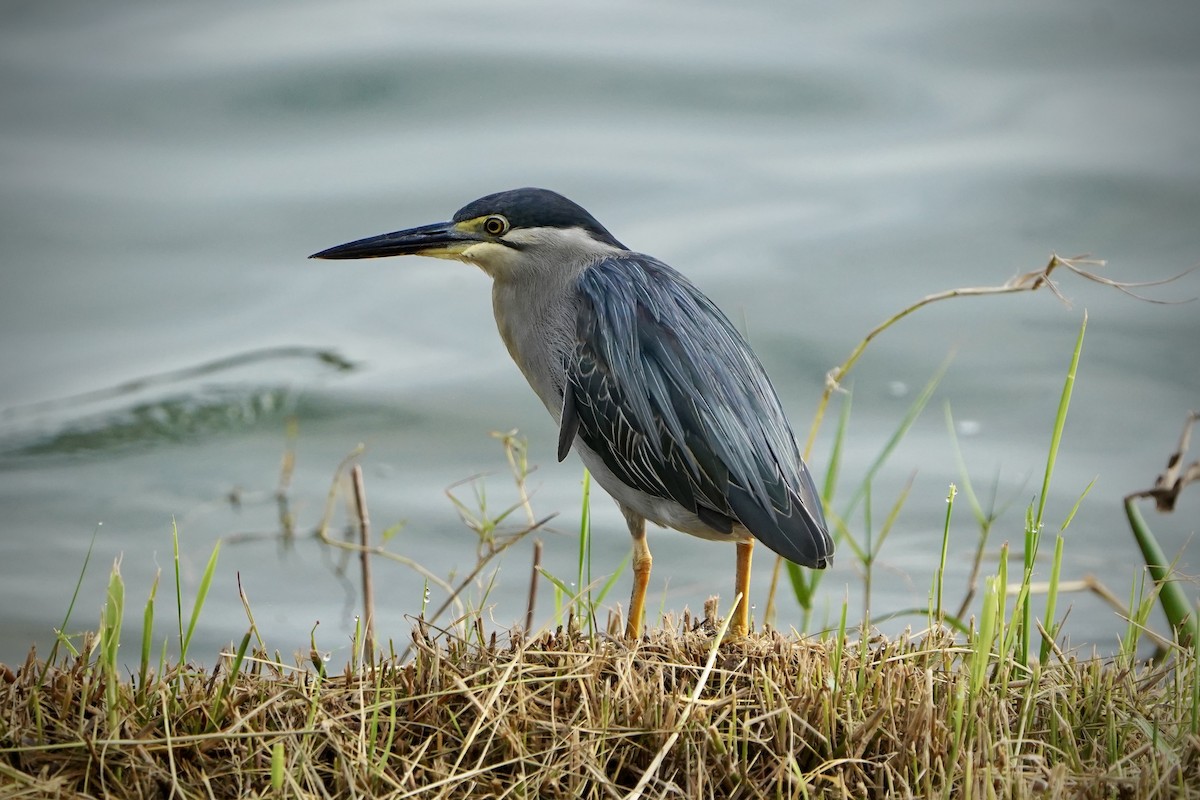 Bihoreau gris - ML646692802