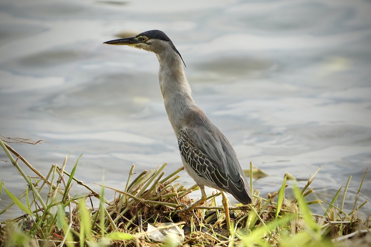 Bihoreau gris - ML646692803