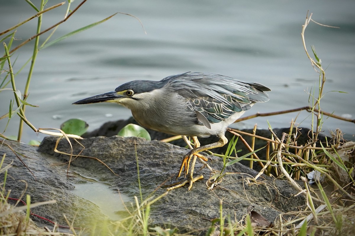 Bihoreau gris - ML646692804