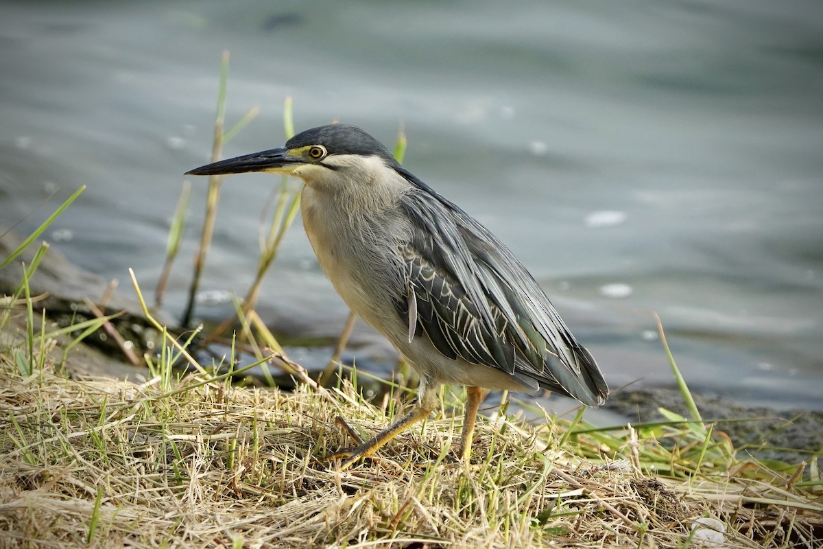 Bihoreau gris - ML646692805