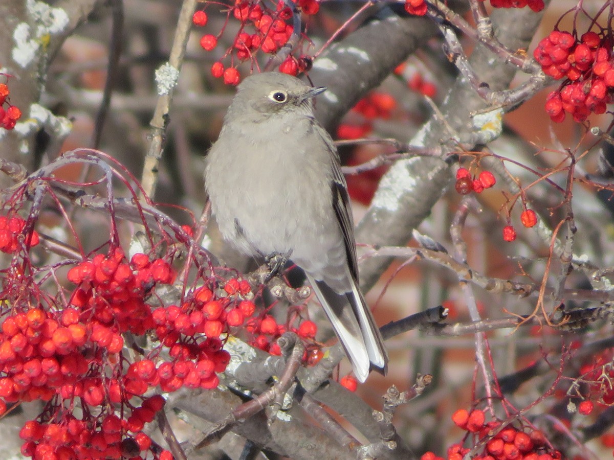 Солітаріо північний - ML646692819
