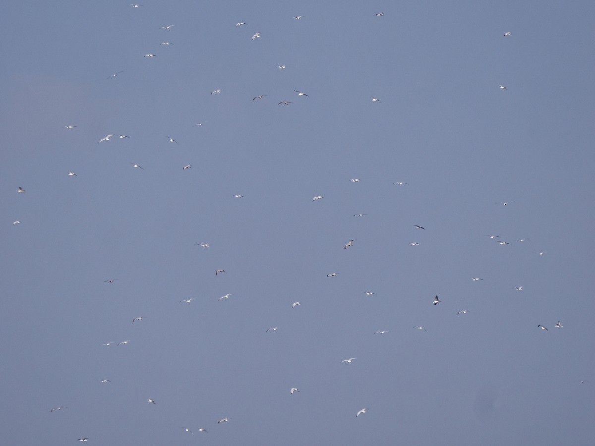 чайка sp. - ML646692824