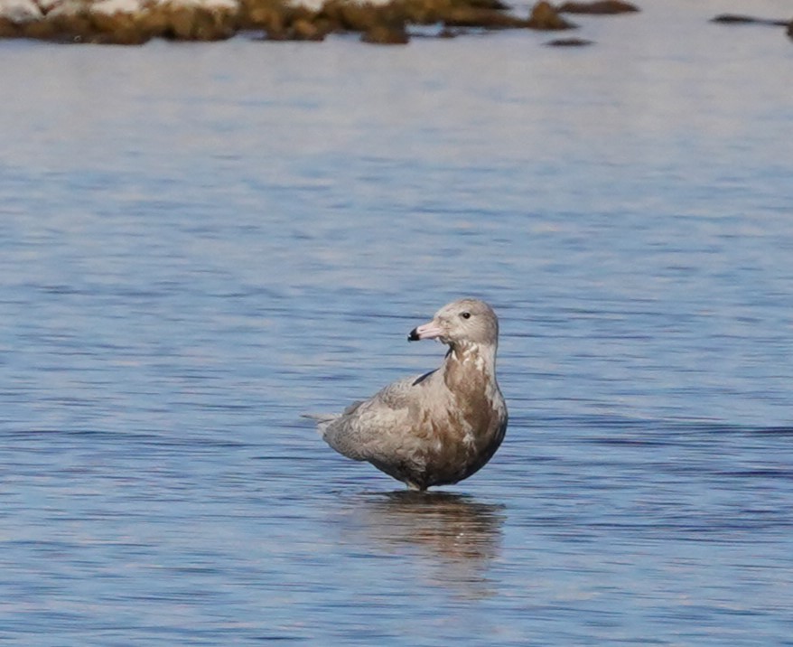 Ipar-kaioa - ML646692826