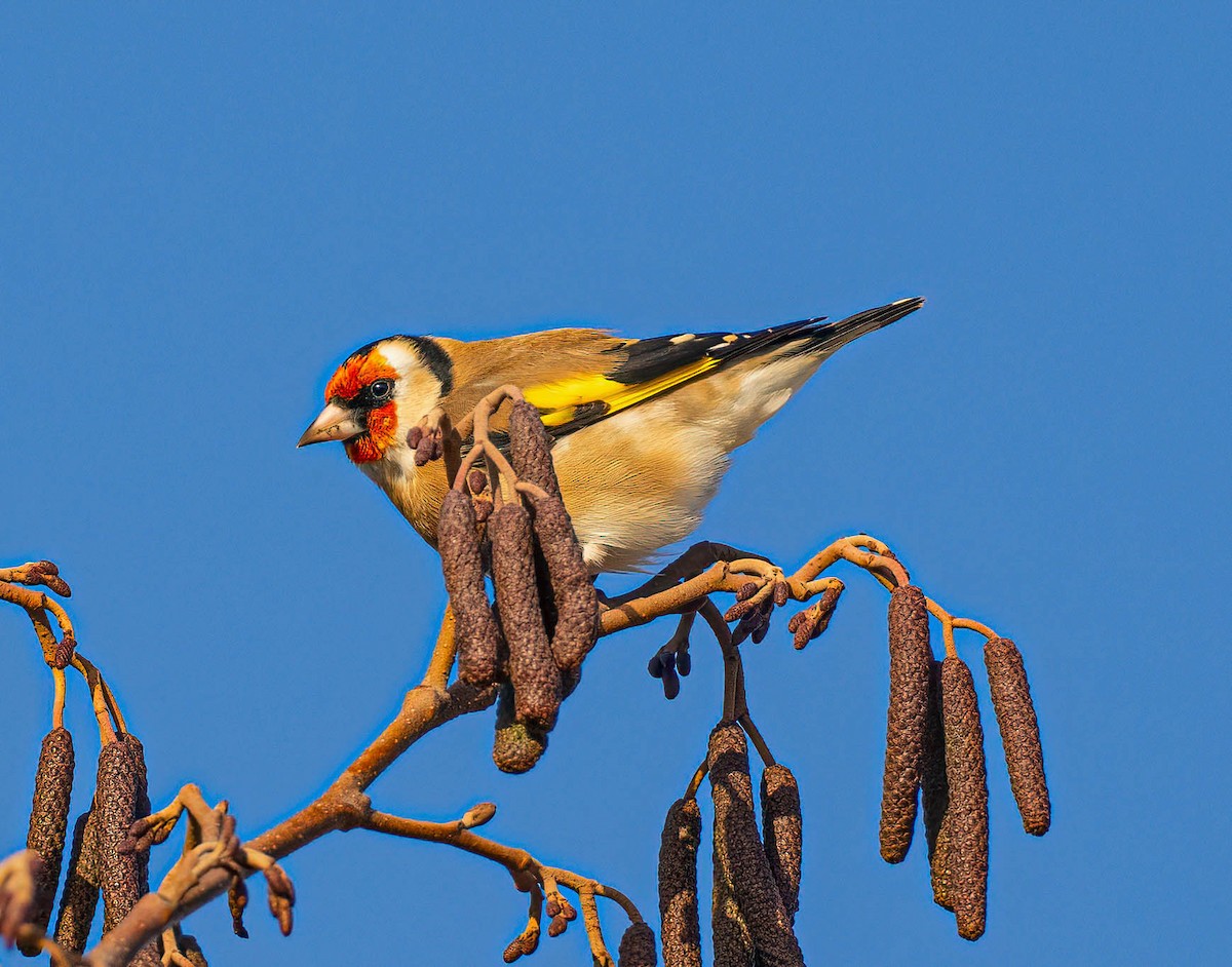 European Goldfinch - ML646692827