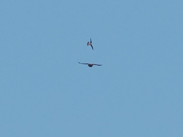 Краснохвостый канюк - ML646692828