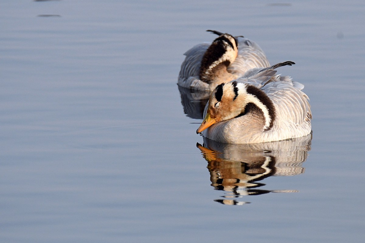 Bar-headed Goose - ML646692832