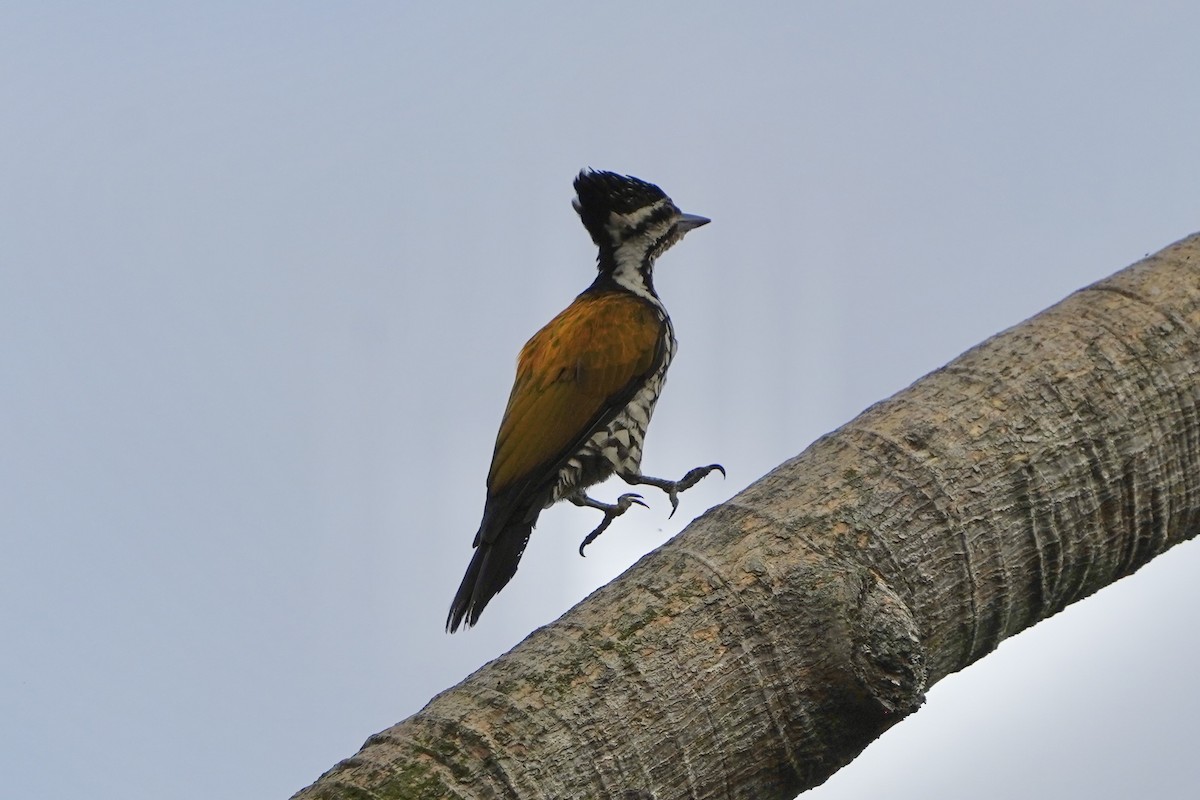 Pic à dos rouge - ML646692835