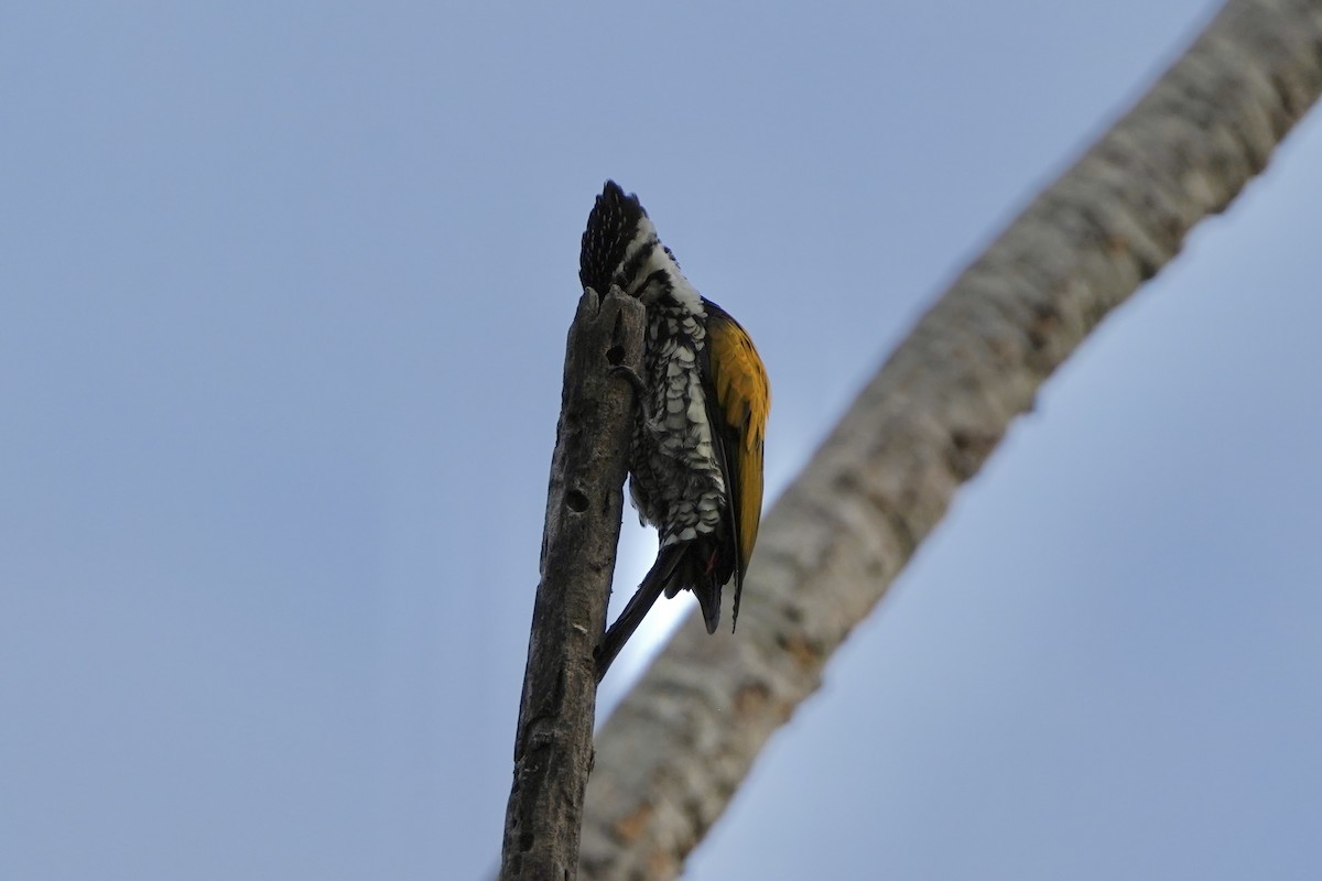 Pic à dos rouge - ML646692836