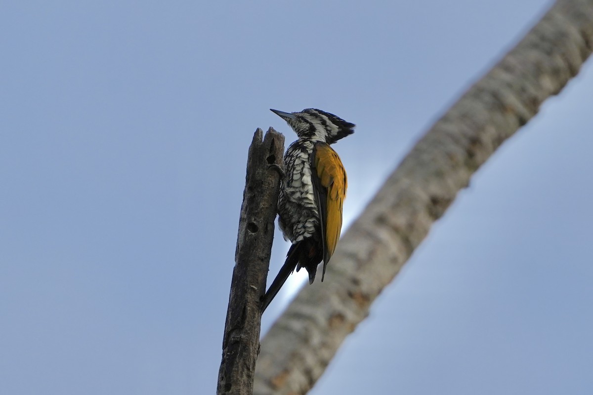 Pic à dos rouge - ML646692837