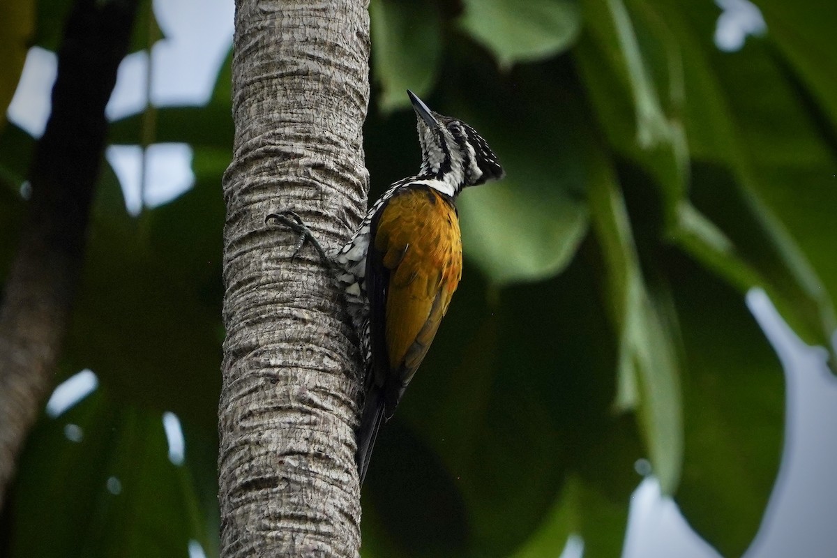 Pic à dos rouge - ML646692838