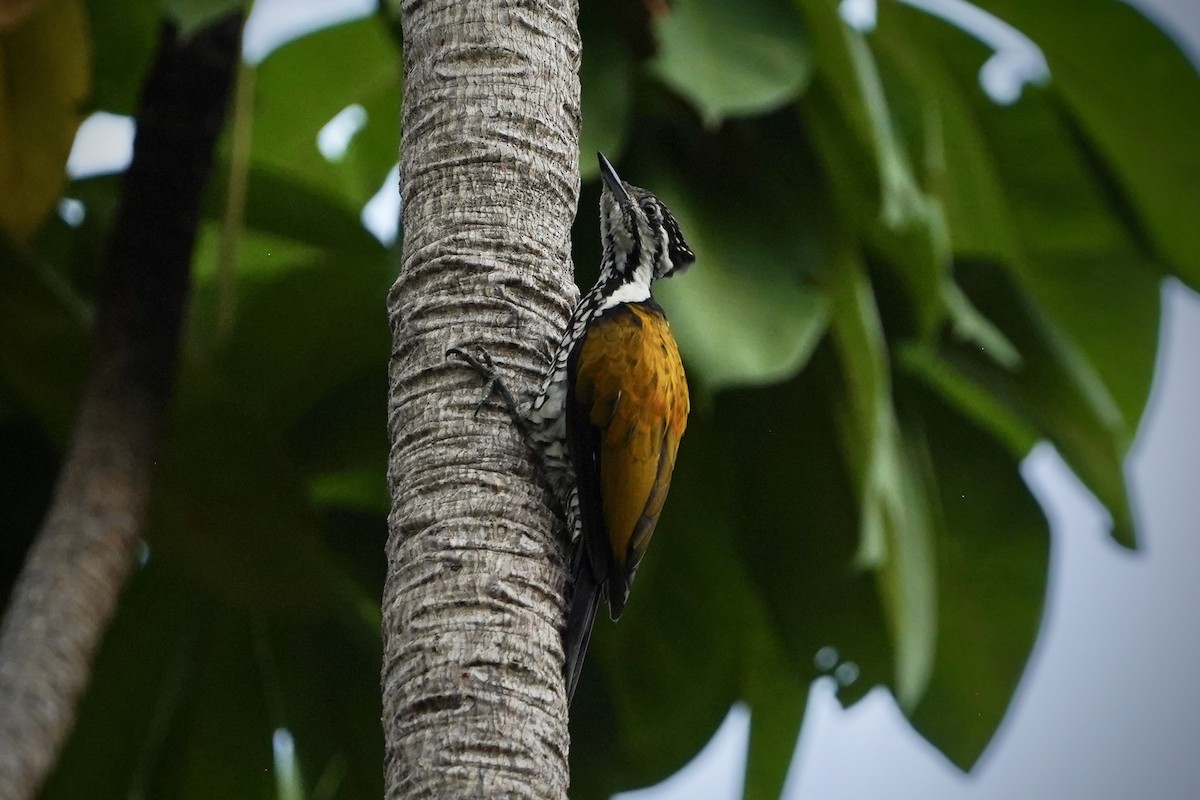 Pic à dos rouge - ML646692839