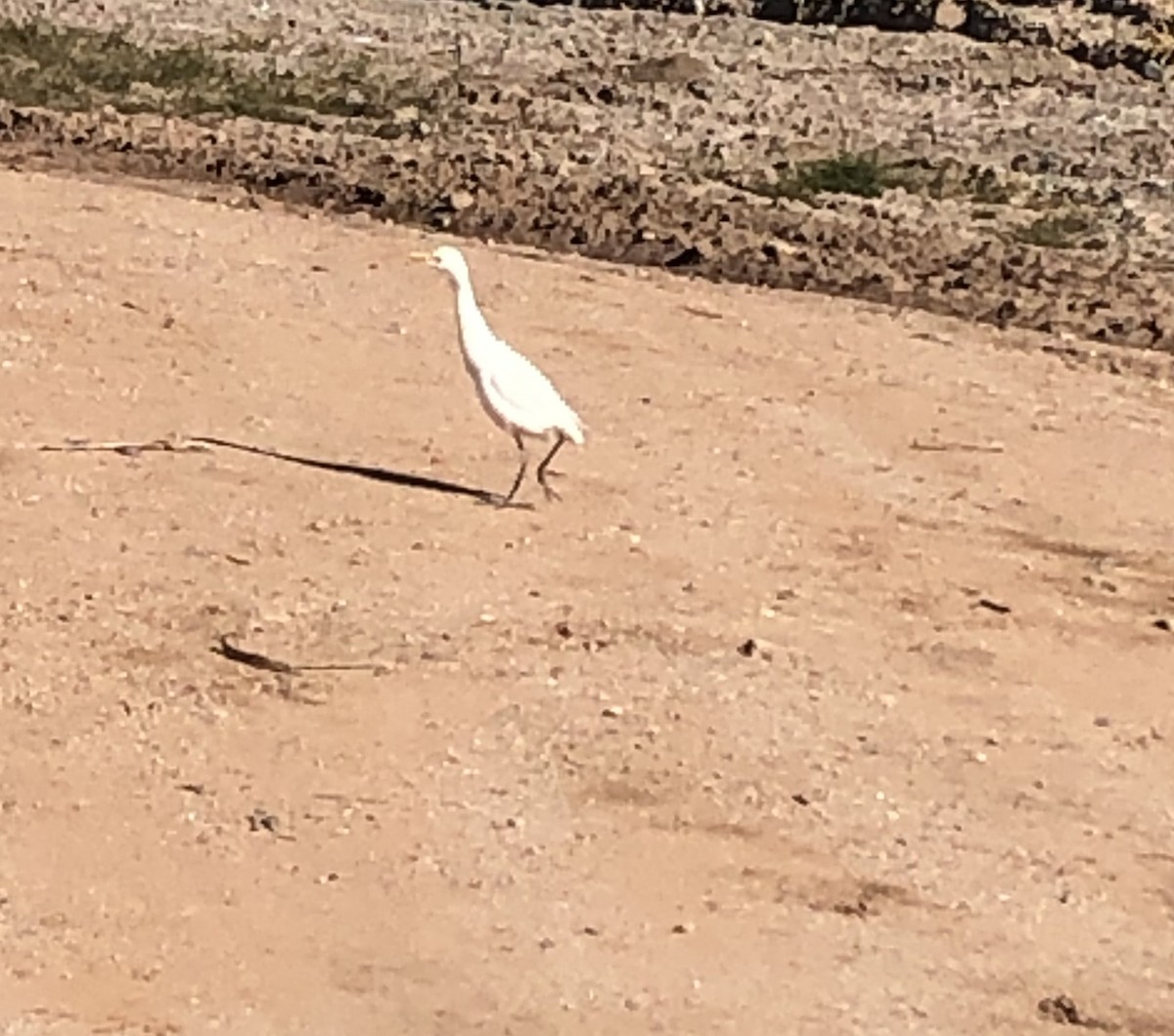 Western Cattle-Egret - ML646692848