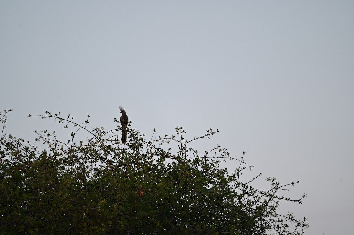 Gray Go-away-bird - ML646692849