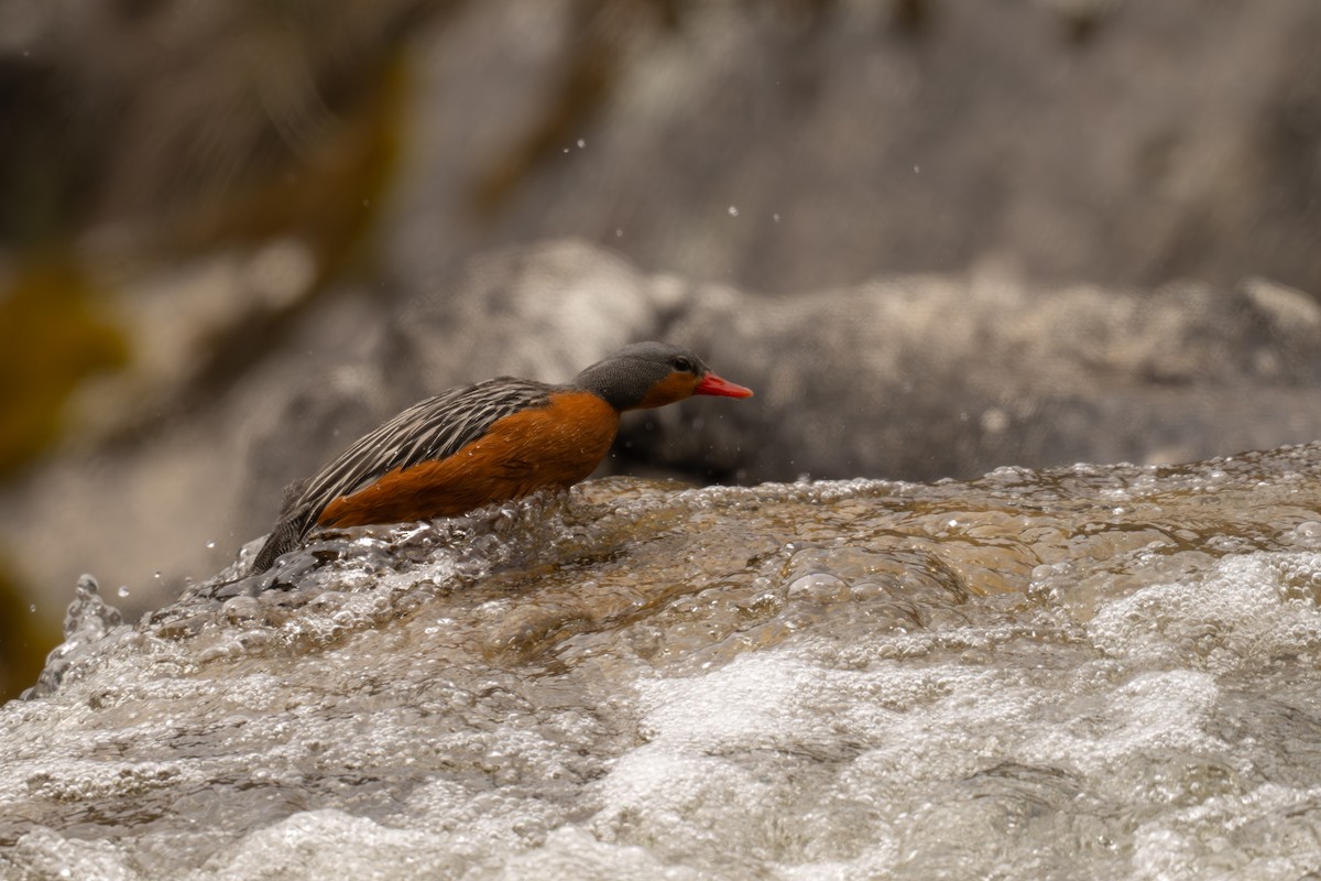 kachna bystřinná - ML646692850