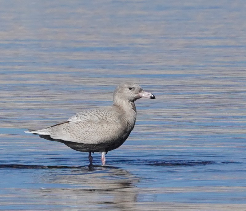 Ipar-kaioa - ML646692852