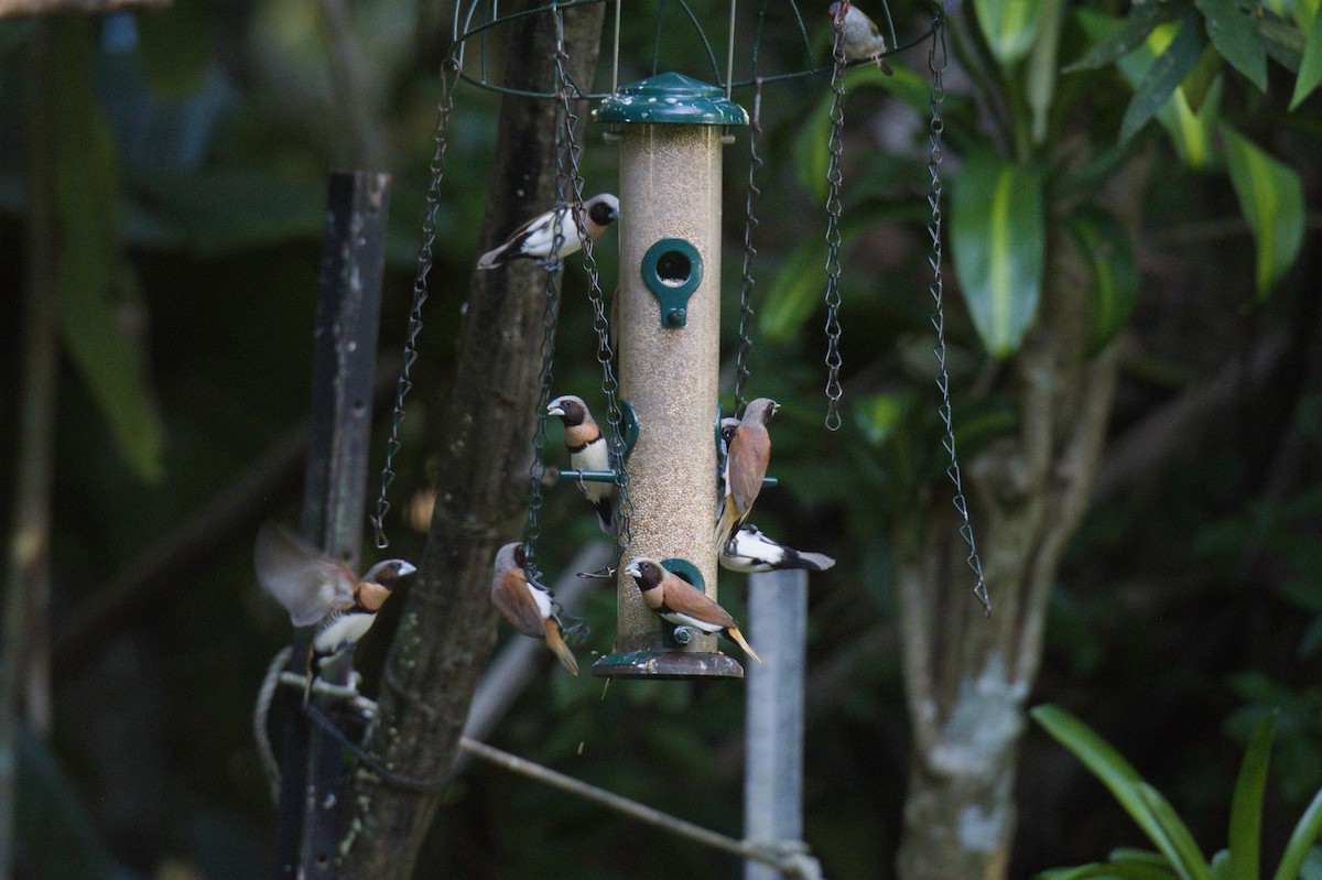 Chestnut-breasted Munia - ML646692853