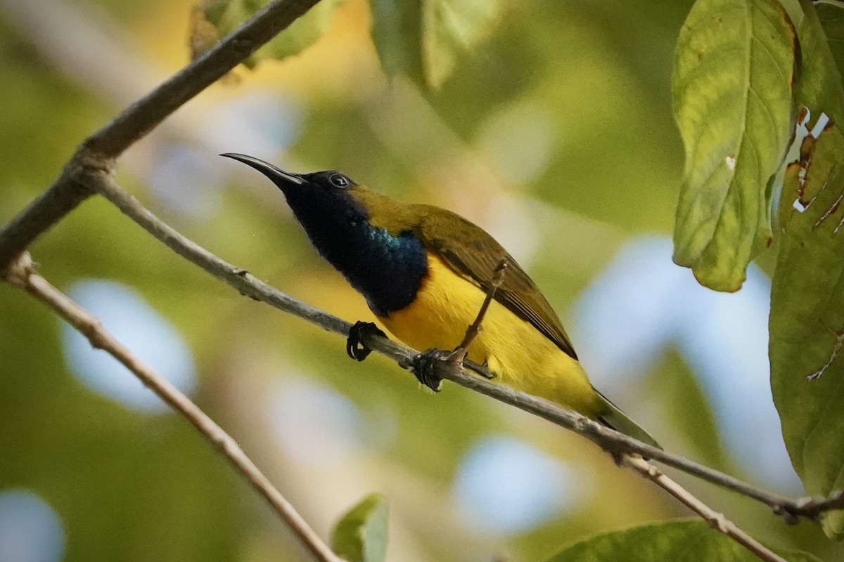 Souimanga orné - ML646692858