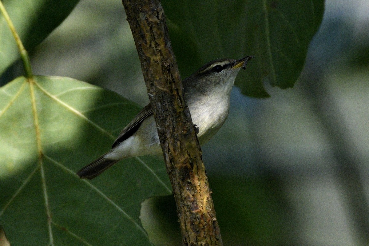 østsanger - ML646692860