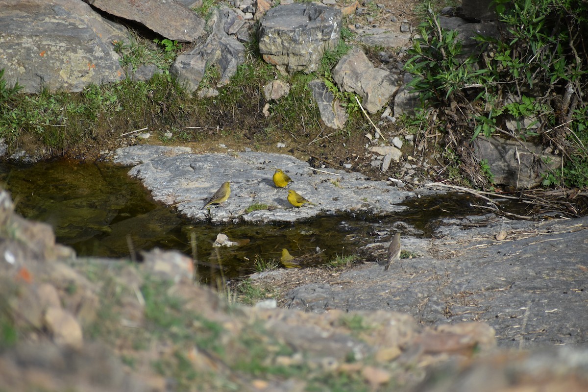 Bright-rumped Yellow-Finch - ML646692862
