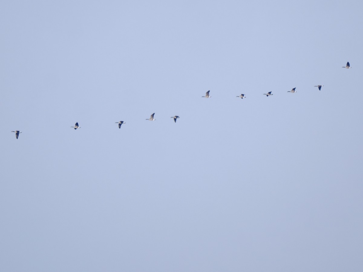 Canada Goose - ML646692864