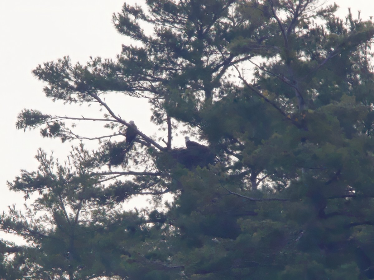 Itsas arrano buruzuria - ML646692865