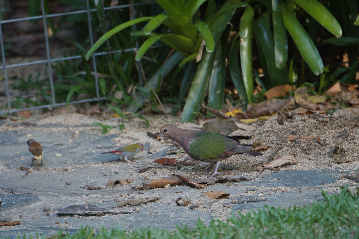 Pacific Emerald Dove - ML646692866