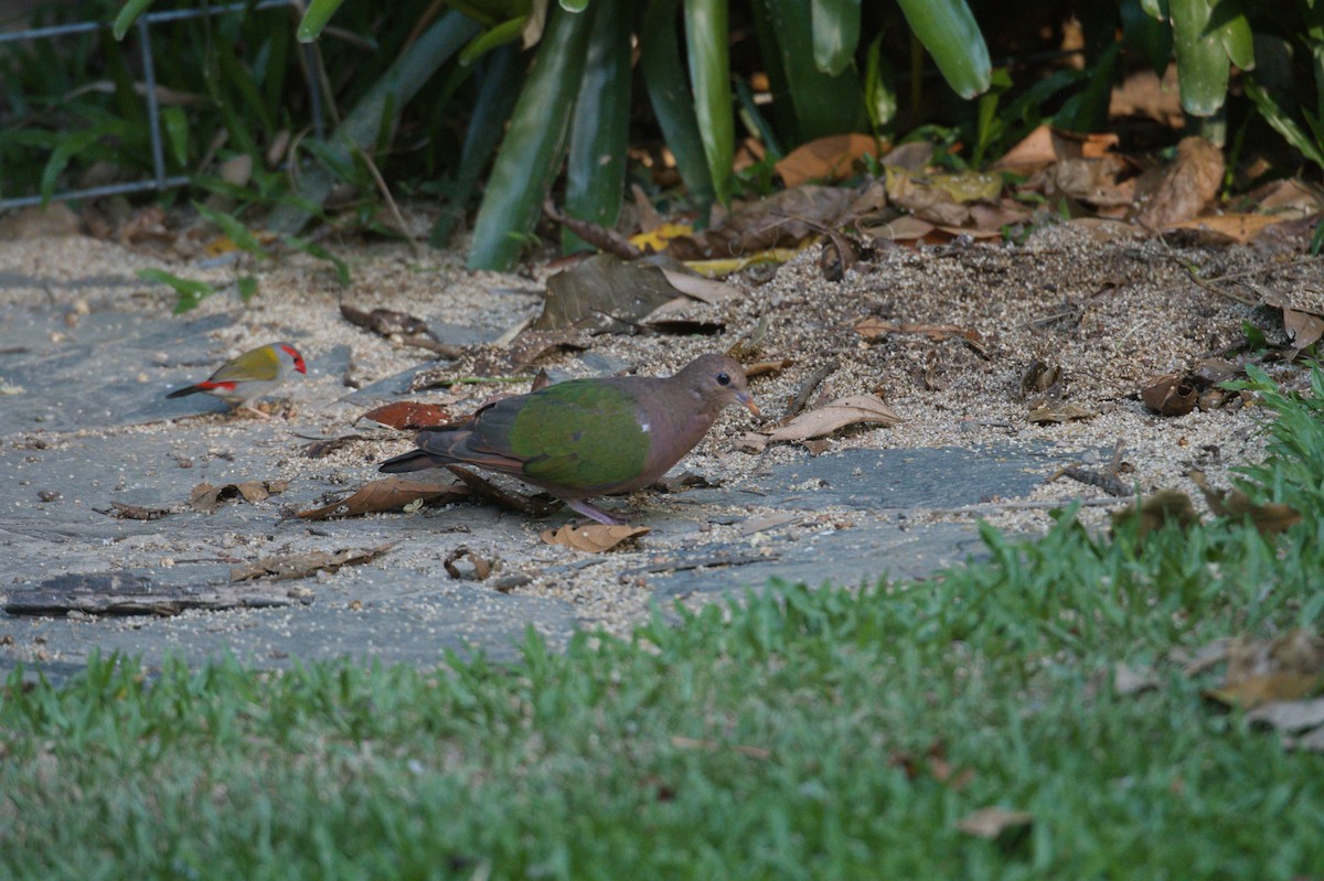 Pacific Emerald Dove - ML646692867