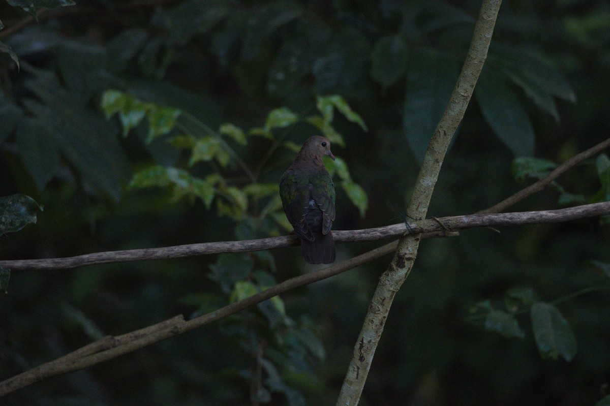Pacific Emerald Dove - ML646692868