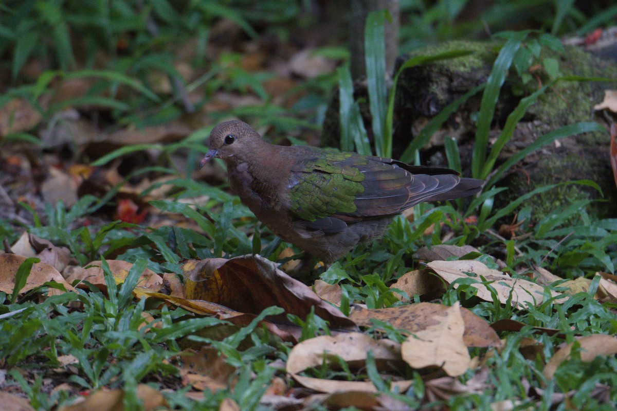 Pacific Emerald Dove - ML646692869