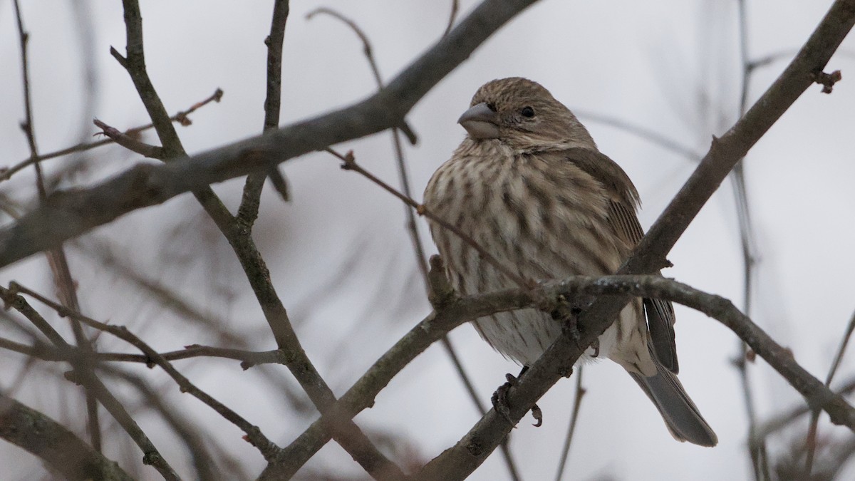 Roselin familier - ML646692870