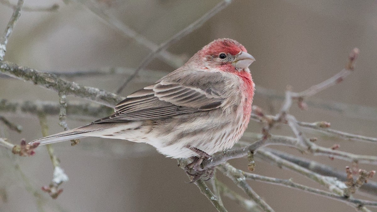 Roselin familier - ML646692871