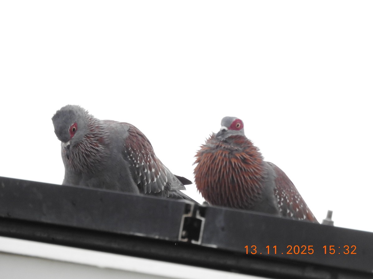 Paloma de Guinea - ML646692878