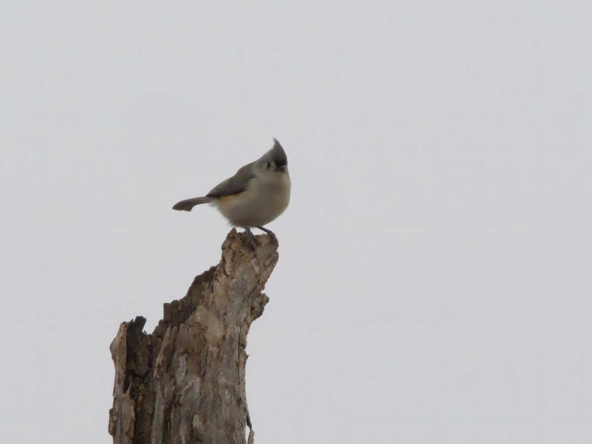 Tufted Titmouse - ML646692879