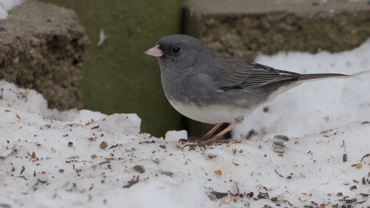 Dark-eyed Junco - ML646692880