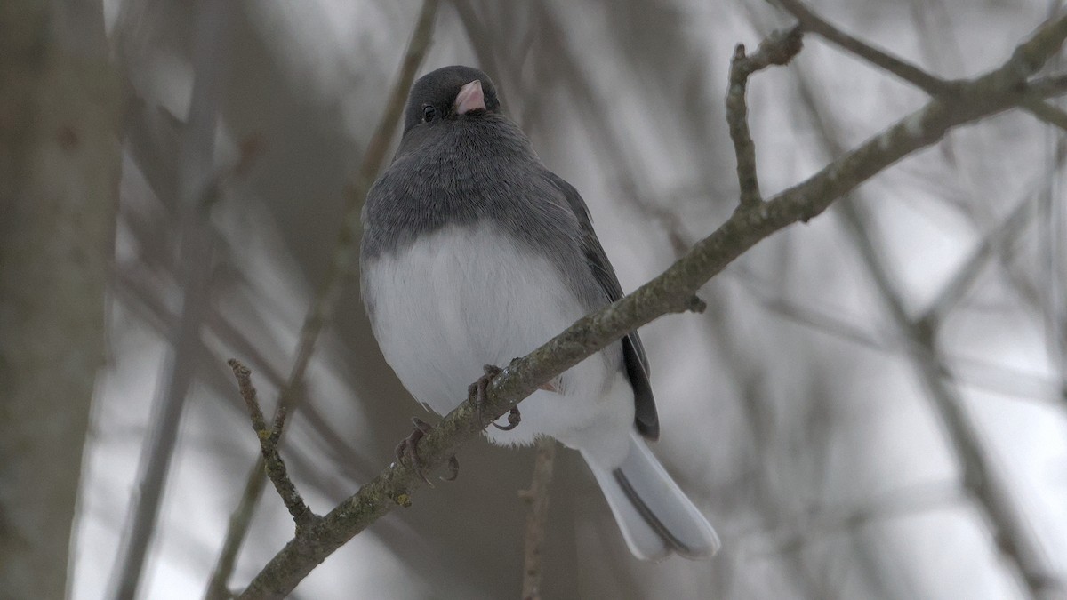 Dark-eyed Junco - ML646692881