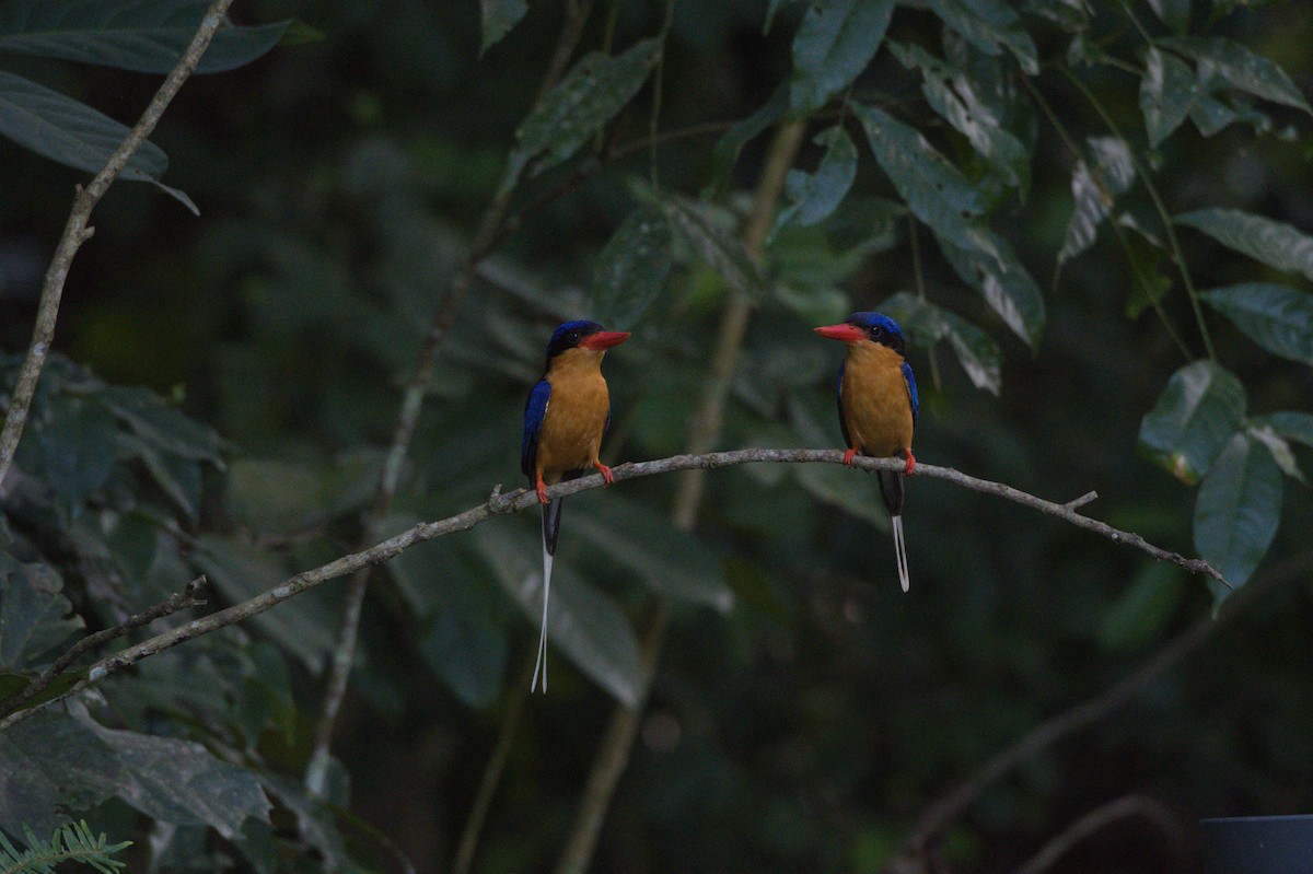 Buff-breasted Paradise-Kingfisher - ML646692883