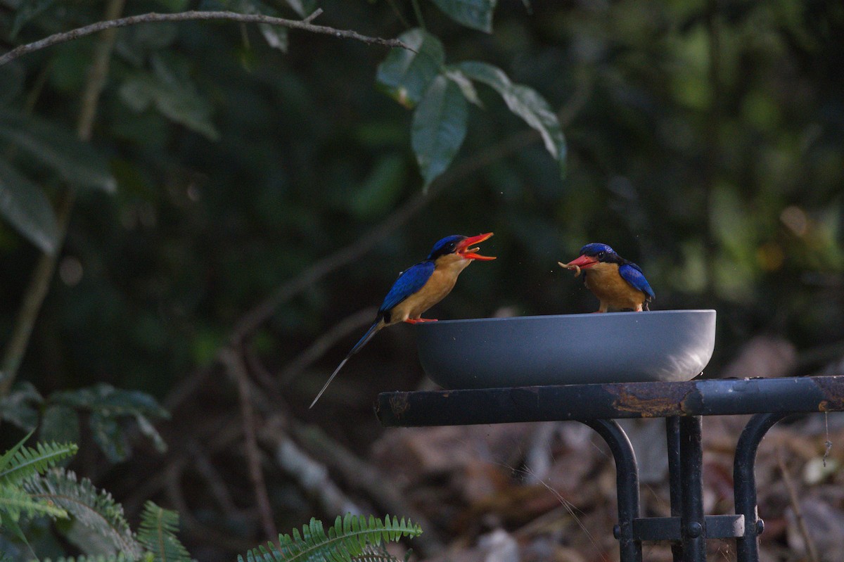 Buff-breasted Paradise-Kingfisher - ML646692884