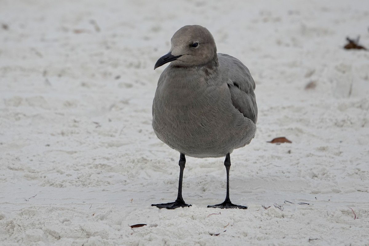 Gaviota Garuma - ML646692885