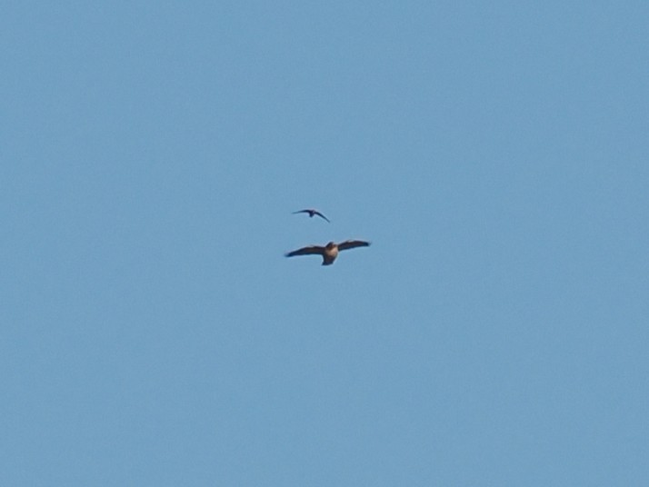 Red-tailed Hawk - ML646692886