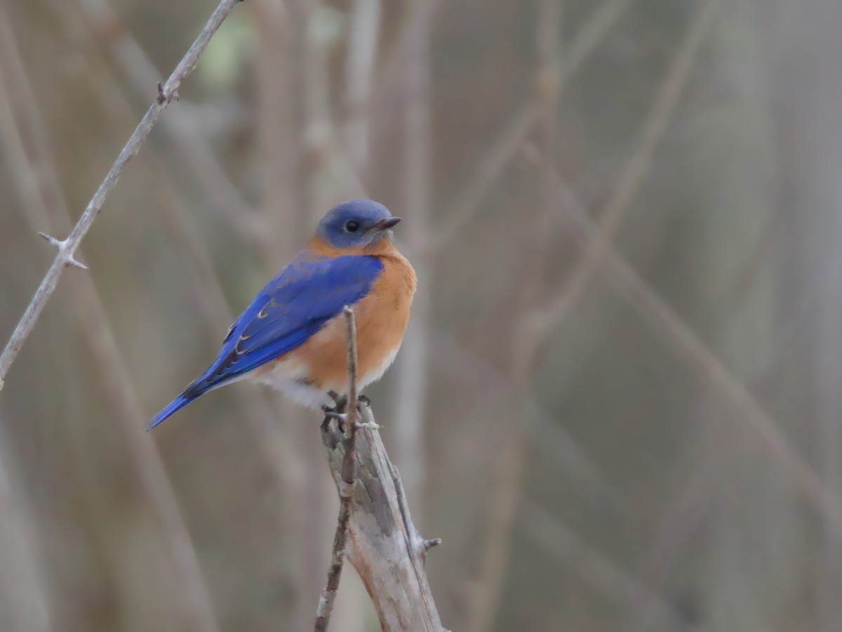 Eastern Bluebird - ML646692888