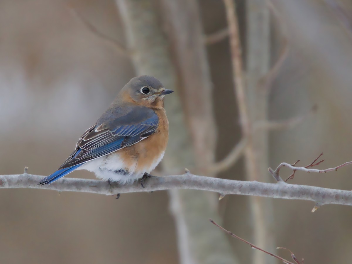 Eastern Bluebird - ML646692889