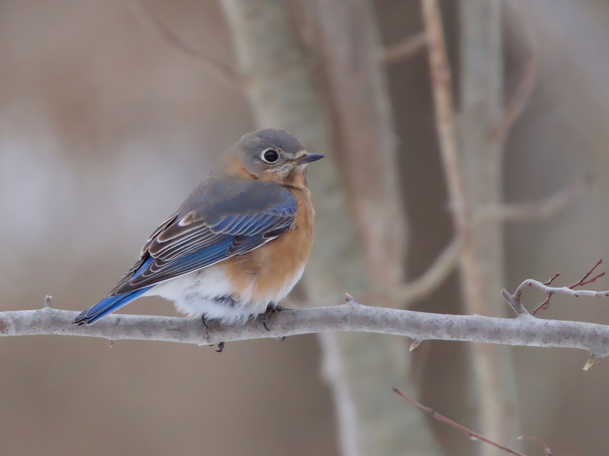 Eastern Bluebird - ML646692890