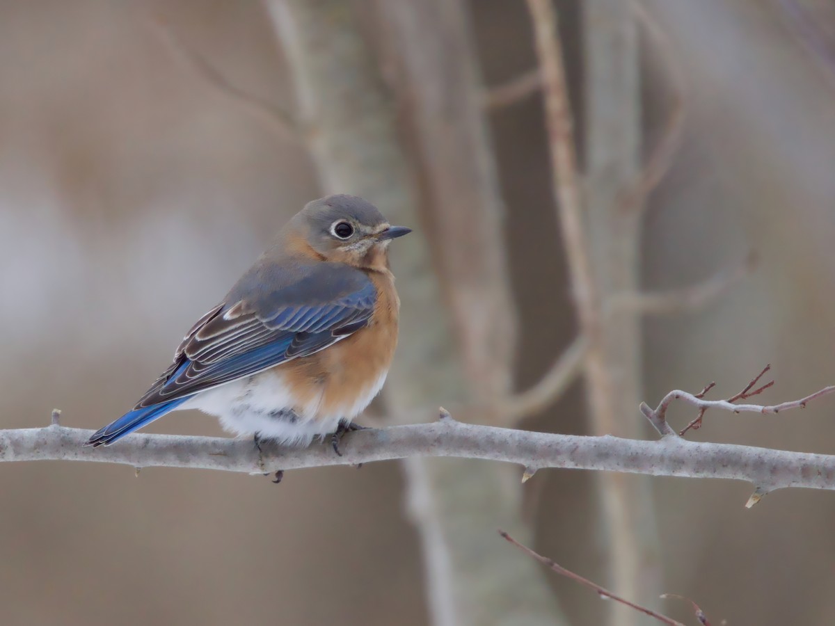 Eastern Bluebird - ML646692891