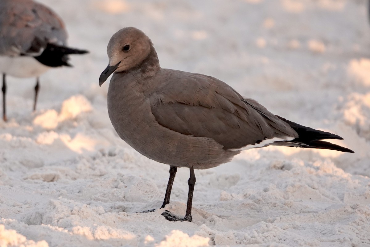 Gaviota Garuma - ML646692892