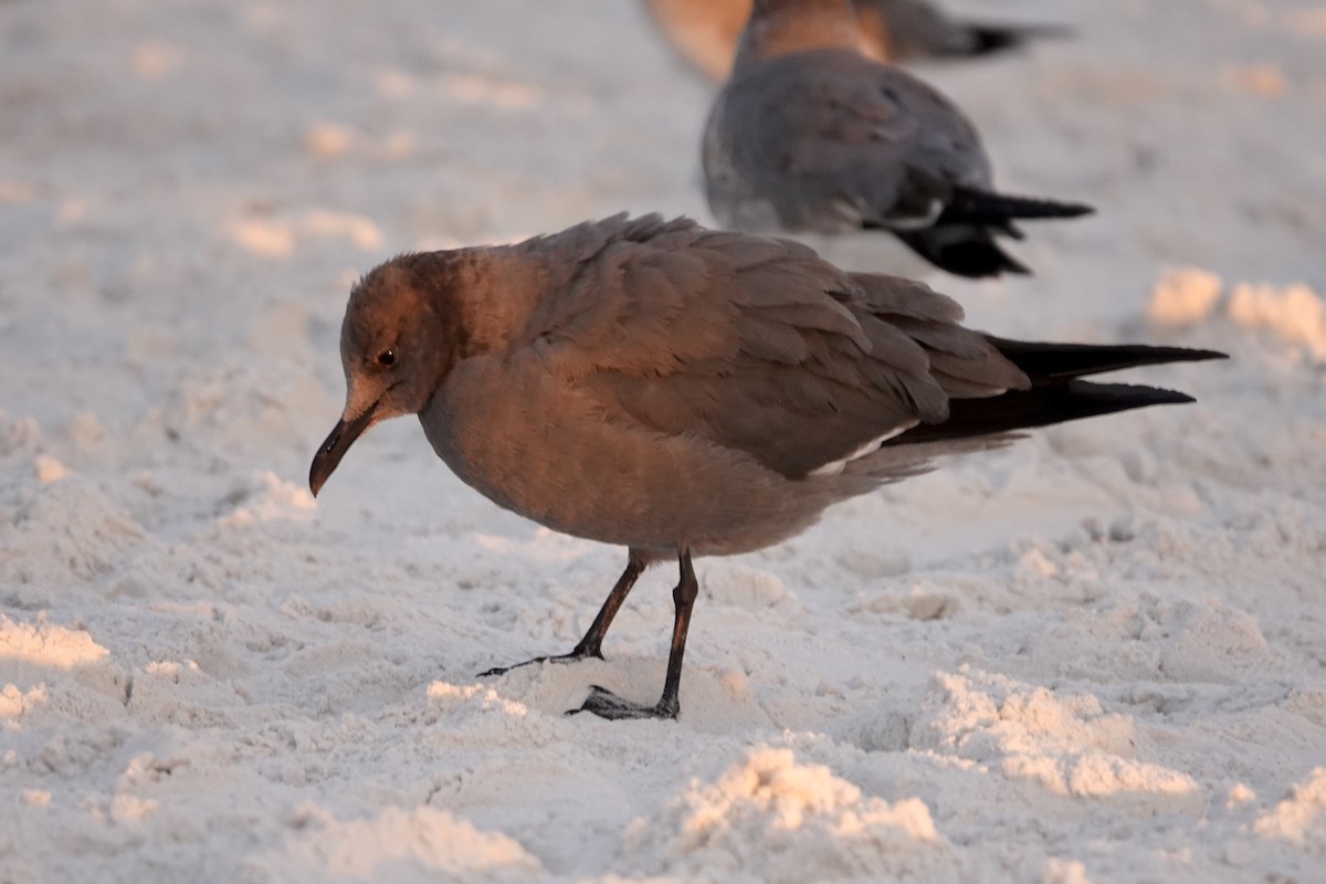 Gaviota Garuma - ML646692893
