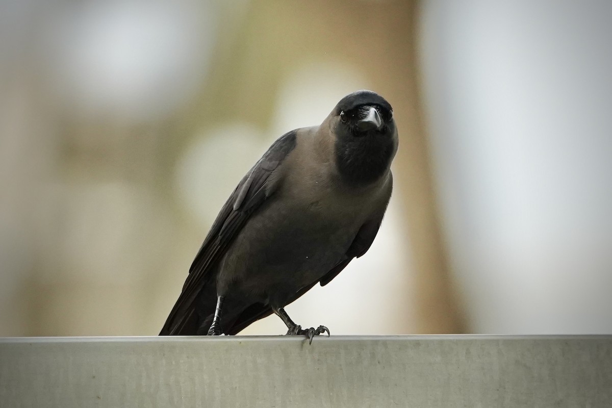 House Crow - ML646692896
