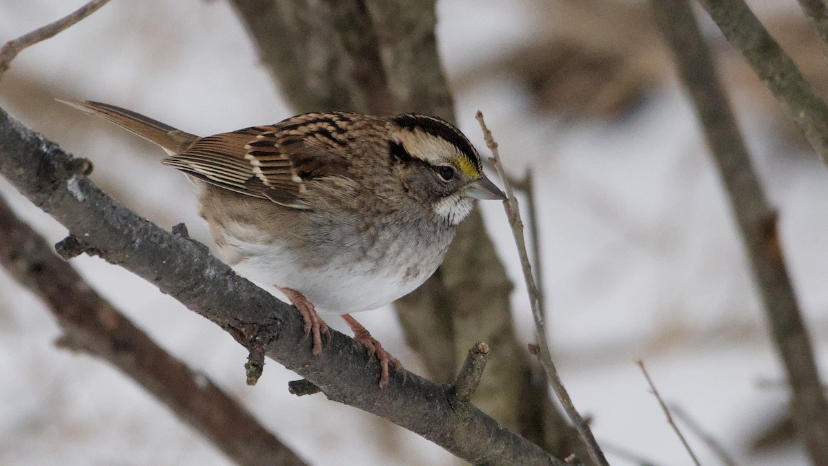 White-throated Sparrow - ML646692899
