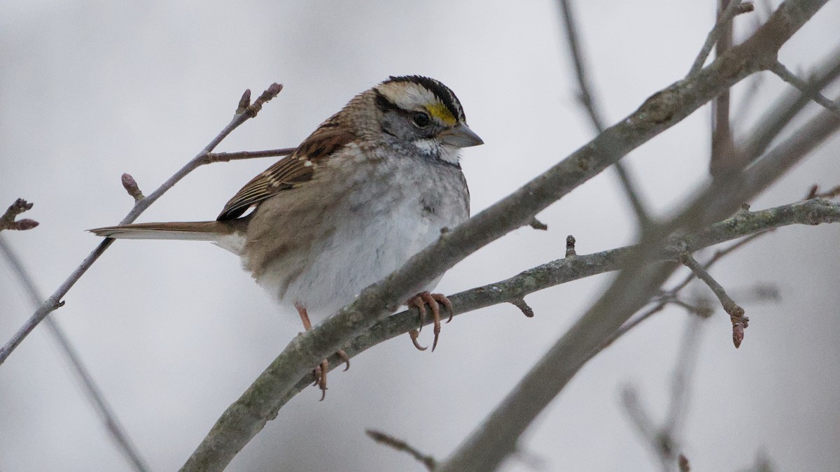 White-throated Sparrow - ML646692900
